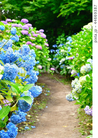 護摩堂山アジサイ園（新潟県） 44669387