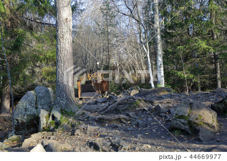 Autumn forest in Karelia, Russia 44669977