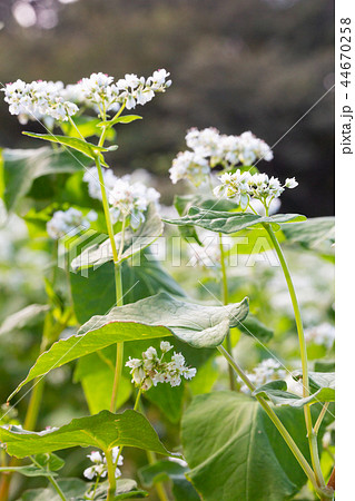 ソバの花 44670258