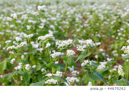 ソバの花 44670262