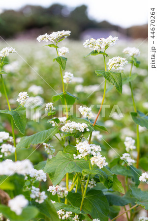 ソバの花 44670264