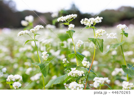 ソバの花 44670265