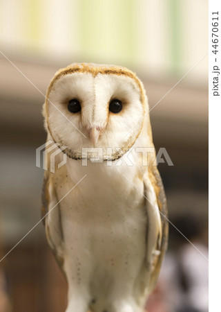 メンフクロウ 44670611