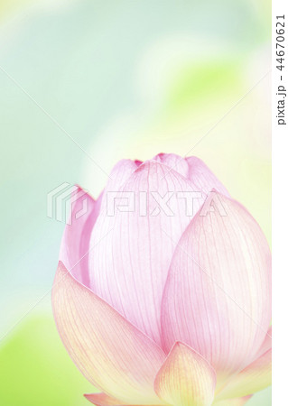 ハスの花　蓮　蓮の花　桃色 44670621