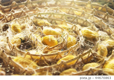 group of silk case worm cocoon color yellow 44670863