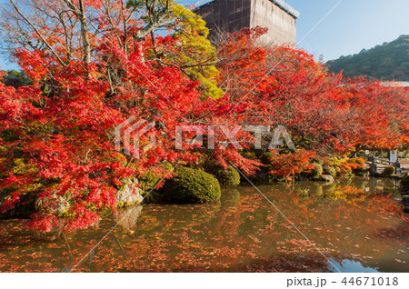 紅葉と清水寺、水池、京都、日本 紅葉と清水寺、水池、京都、日本 44671018