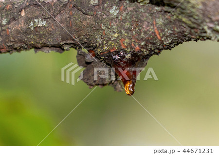 tree natural amber resin detail close up tree natural amber resin detail close up 44671231