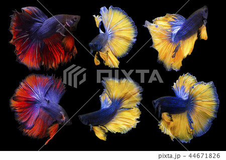 Reaction Form Betta Fish Isolated On Black Reaction Form Betta Fish Isolated On Black 44671826