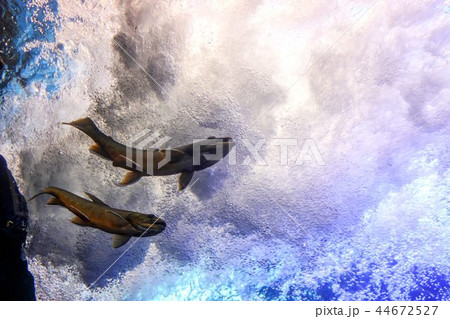 山の水族館 44672527