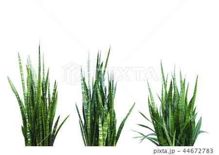 Green and fresh Aloe Vera plant isolated 44672783