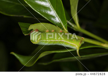 オオスカシバ幼虫 クチナシの害虫の写真素材