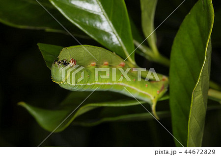 オオスカシバ幼虫 クチナシの害虫の写真素材