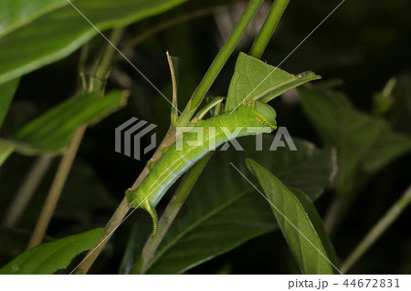 オオスカシバ幼虫 クチナシの害虫の写真素材