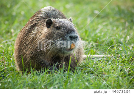 portrait of nutria in the grass 44673134