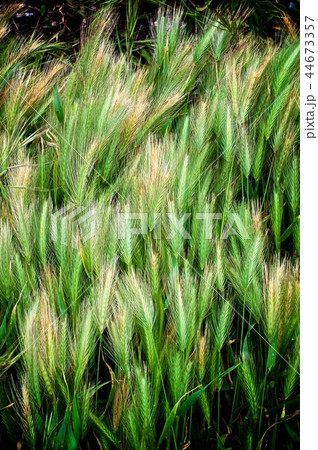 Background of Green Wheat Background of Green Wheat 44673357