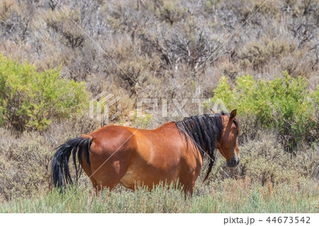 Beautiful Wild Horse 44673542