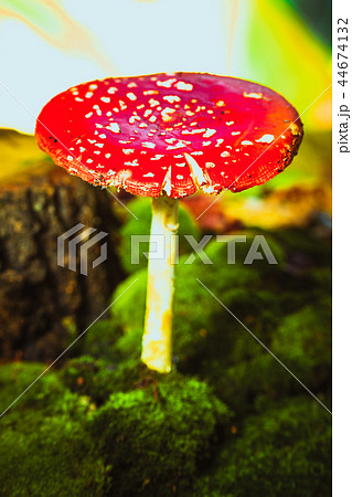 beautiful red with white spots mushroom on moss 44674132
