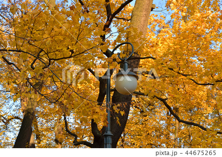 Street lamp on the background of autumn foliage. Street lamp on the background of autumn foliage. 44675265