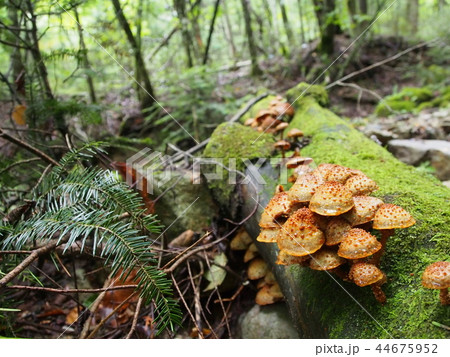 野生のきのこ 野生のきのこ 44675952