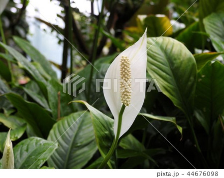 ササウチワ／新宿’ 44676098