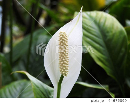 ササウチワ／新宿’ 44676099