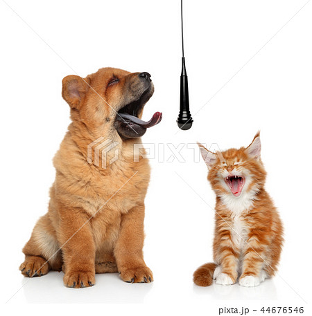 Singing cat and dog on white background concept 44676546