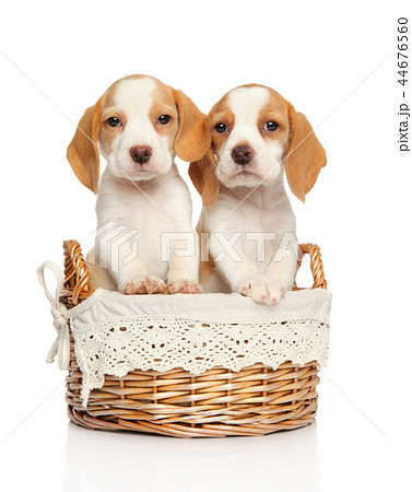 Beagle puppies in wicker basket 44676560