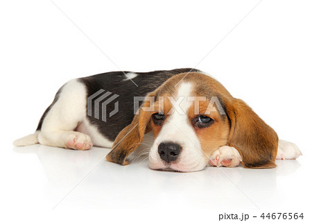 Beagle puppy lying 44676564