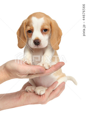 Beagle puppy in man head 44676566