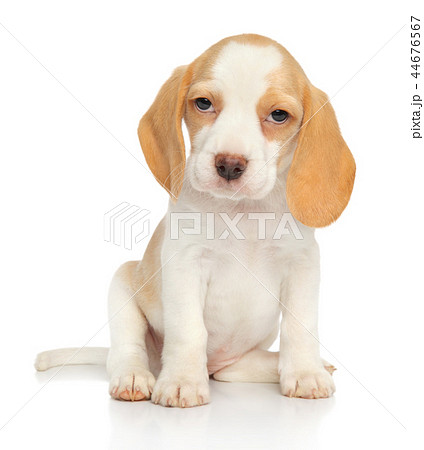 Beagle puppy sits in front of white background 44676567
