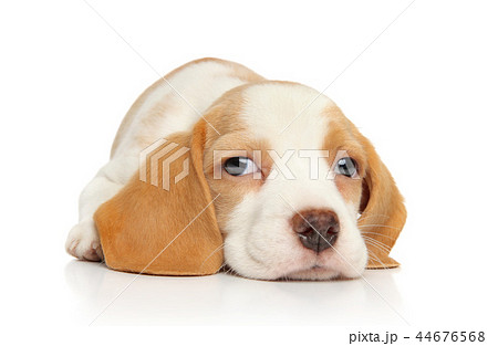 Beagle puppy lying 44676568