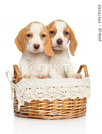 Beagle puppies in wicker basket 44676569