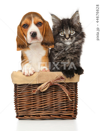 Kitten and puppy together in wicker basket Kitten and puppy together in wicker basket 44676628