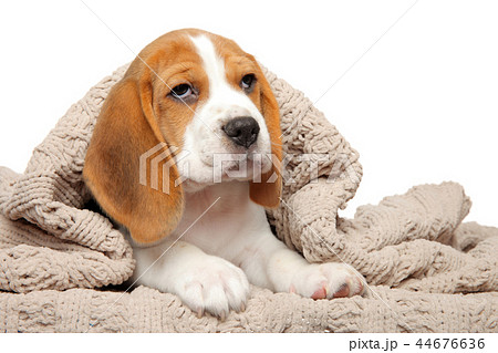 Beagle puppy lying under the blanket Beagle puppy lying under the blanket 44676636