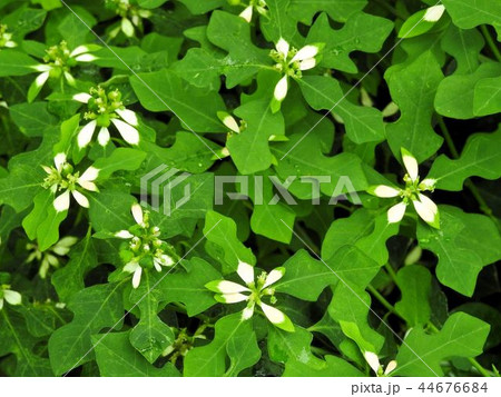 ショウジョウソウ/新宿’ ショウジョウソウ/新宿’ 44676684