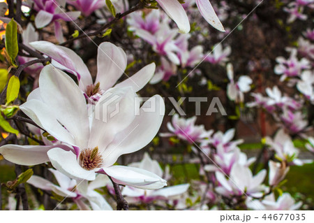 Blooming Magnolia flower close up, colorful plant 44677035