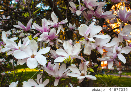 Blooming Magnolia flower close up, colorful plant Blooming Magnolia flower close up, colorful plant 44677036