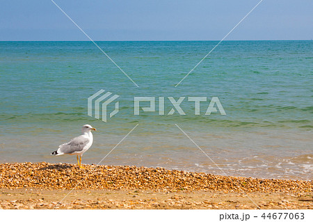 Adriatic Sea coast view. summer sandy beach Adriatic Sea coast view. summer sandy beach 44677063