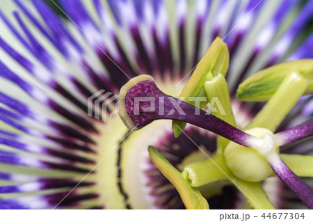 Passiflora passionflower close up. Big beautiful flower. 44677304