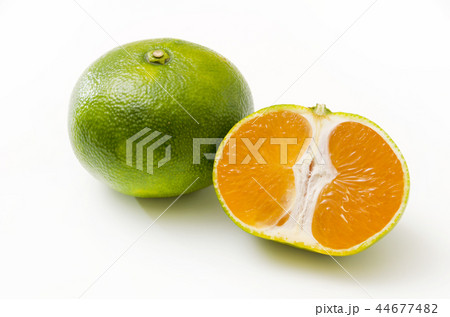 青切り温州みかん 44677482