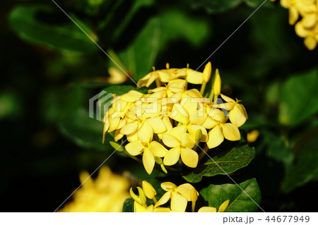 イクソラ ”サンキスト” Ixora hybrid cv. Sunkist イクソラ ”サンキスト” Ixora hybrid cv. Sunkist 44677949