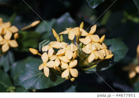 イクソラ ”サンキスト” Ixora hybrid cv. Sunkist イクソラ ”サンキスト” Ixora hybrid cv. Sunkist 44677951