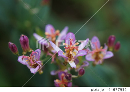 ホトトギス Toad lily ホトトギス Toad lily 44677952