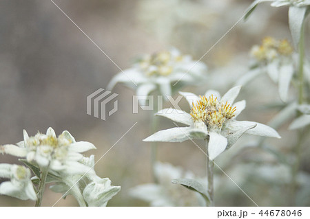 エーデルワイス 44678046