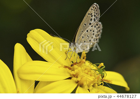 ツワブキの蜜を吸う蝶 44678127