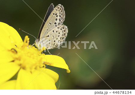 ツワブキの蜜を吸う蝶 ツワブキの蜜を吸う蝶 44678134