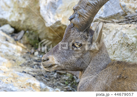 Young Alpine Ibex Young Alpine Ibex 44679057