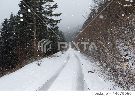 雪に覆われた林道 44679060