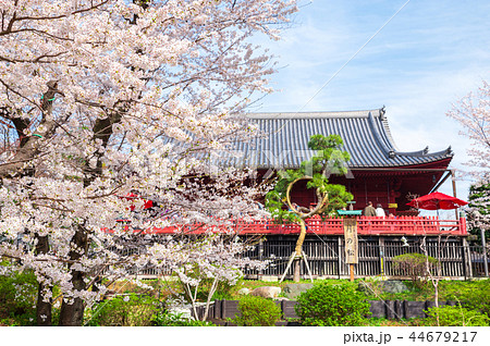 上野恩賜公園 春 満開の桜 （東京都台東区） 2018年3月 44679217