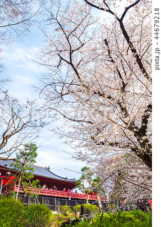 上野恩賜公園 春 満開の桜 (東京都台東区) 2018年3月 上野恩賜公園 春 満開の桜 (東京都台東区) 2018年3月 44679218